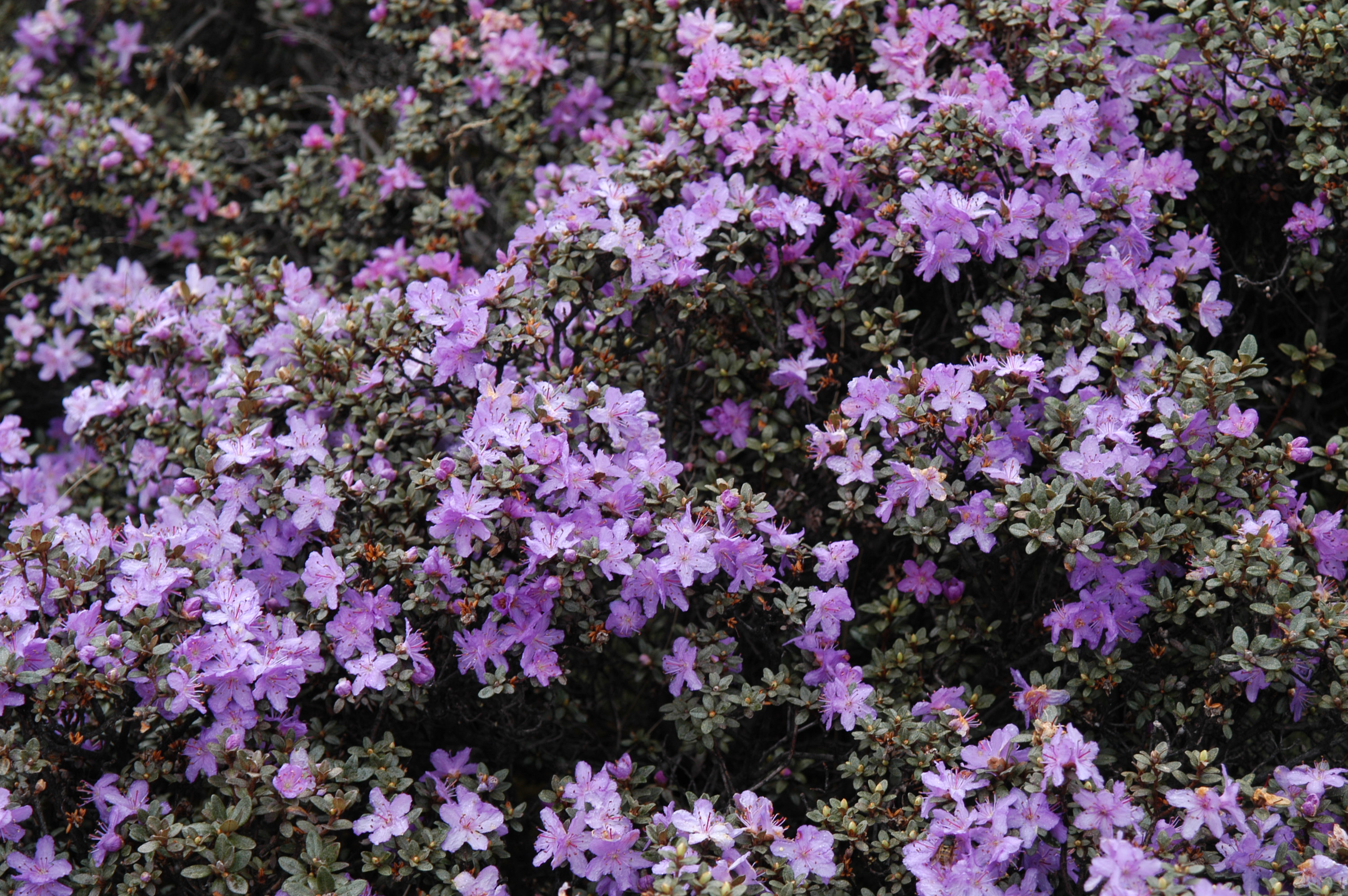 桑花绉是什么面料_桑花的别名_桑花
